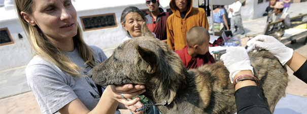 Street Dog Care Camp